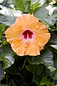 HIBISCUS ROSA-SINENSIS MANDARIN WIND