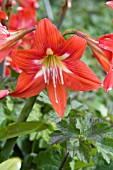 HIPPEASTRUM JOHNSONII