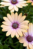 OSTEOSPERMUM SIDE SHOW COPPER APRICOT