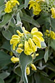 PHLOMIS FRUTICOSA