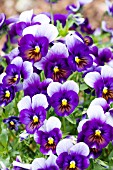 VIOLA FLORAL POWER SUPER BLUE BEACON