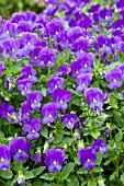 VIOLA FOUR SEASONS BLUE