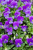 VIOLA FOUR SEASONS BLUE