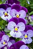 VIOLA PENNY DENIM JUMP UP