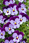 VIOLA PENNY DENIM JUMP UP