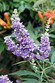 VITEX AGNUS-CASTUS