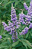 VITEX AGNUS-CASTUS