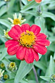 ZINNIA ZAHARA RED