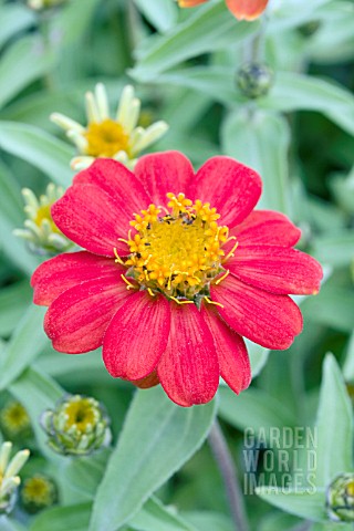 ZINNIA_ZAHARA_RED