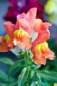 ANTIRRHINUM MAJUS ORANGE YELLOW