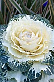 BRASSICA OLERACEA ORNAMENTAL CABBAGE