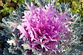 BRASSICA OLERACEA PEACOCK RED KALE - ORNAMENTAL