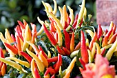 CAPSICUM ANNUUM ORNAMENTAL PEPPER