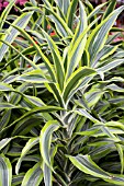 DRACAENA GOLD STAR