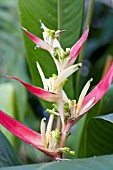 HEDYCHIUM PSITTACORUM LADY DI