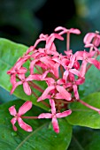 IXORA COCCINEA