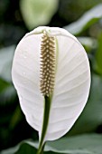 SPATHIPHYLLUM BLOOM