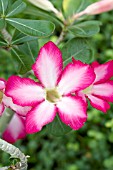 ADENIUM MULTIFLORUM