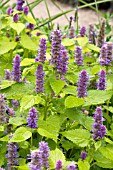 AGASTACHE GOLDEN JUBILEE