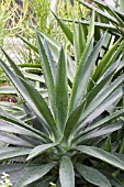 AGAVE DECIPIENS