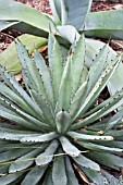 AGAVE MACROACANTHA