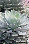 AGAVE PARRYI TRUNCATA