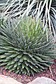 AGAVE PARVIFLORA