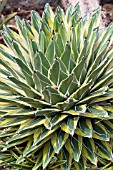 AGAVE VICTORIAE REGINAE VARIEGATA