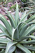 ALOE FEROX