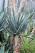 ALOE THRASKII