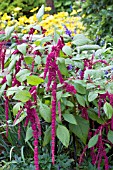 AMARANTHUS CAUDATUS