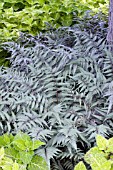 ATHYRIUM NIPPONICUM PICTUM