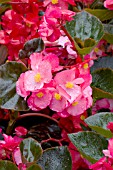 BEGONIA BIG ROSE