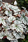 BEGONIA LOOKING GLASS