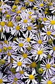 BOLTONIA ASTEROIDES JIM CROCKETT