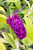 BUDDLEIA DAVIDII EVIL WAYS