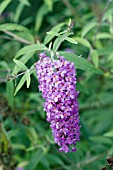 BUDDLEIA DAVIDII NANHO PURPLE