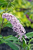 BUDDLEIA DAVIDII NICHES CHOICE