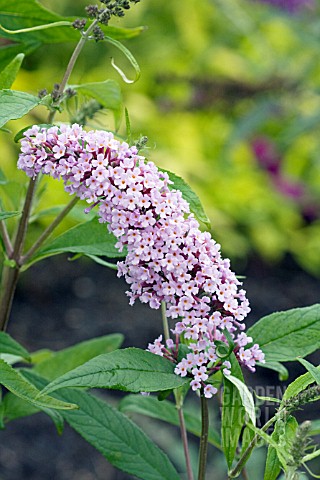 BUDDLEIA_DAVIDII_NICHES_CHOICE