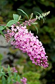 BUDDLEIA DAVIDII PINK DELIGHT