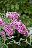 BUDDLEIA DAVIDII PINK DELIGHT