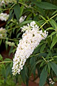 BUDDLEIA DAVIDII WHITE PROFUSION