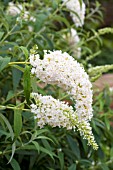 BUDDLEIA DAVIDII WHITE PROFUSION