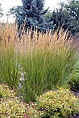 CALAMAGROSTIS KARL FOERSTER