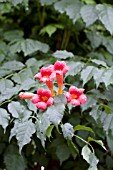 CAMPSIS RADICANS MINNESOTA RED