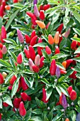 CAPSICUM ANNUUM SANGRIA - ORNAMENTAL PEPPER