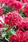 CELOSIA PRESTIGE SCARLET