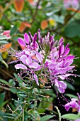 CLEOME HASSLERIANA