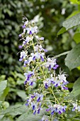 CLERODENDRUM UGANDENSE