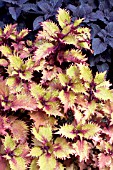 COLEUS HENNA